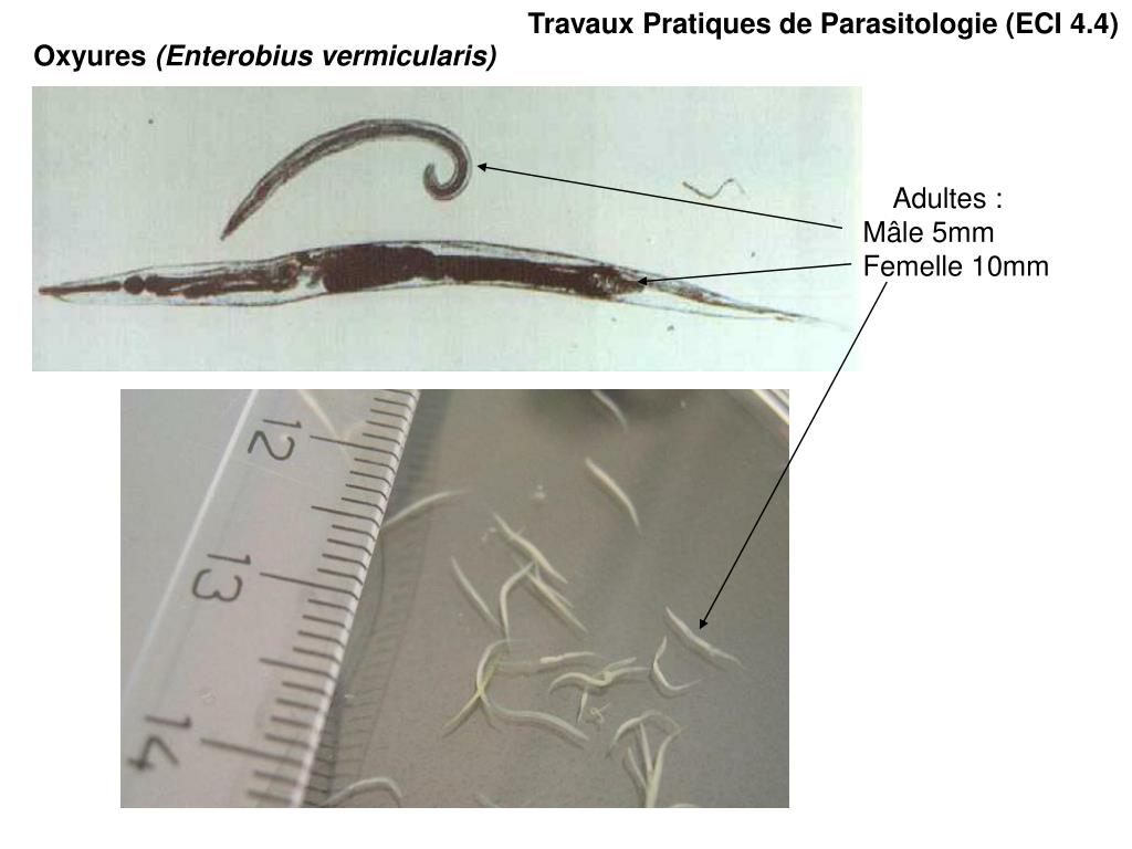 PPT Travaux Pratiques de Parasitologie (ECI 4.4) PowerPoint