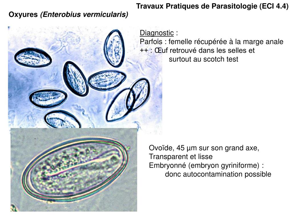 PPT Travaux Pratiques de Parasitologie (ECI 4.4) PowerPoint