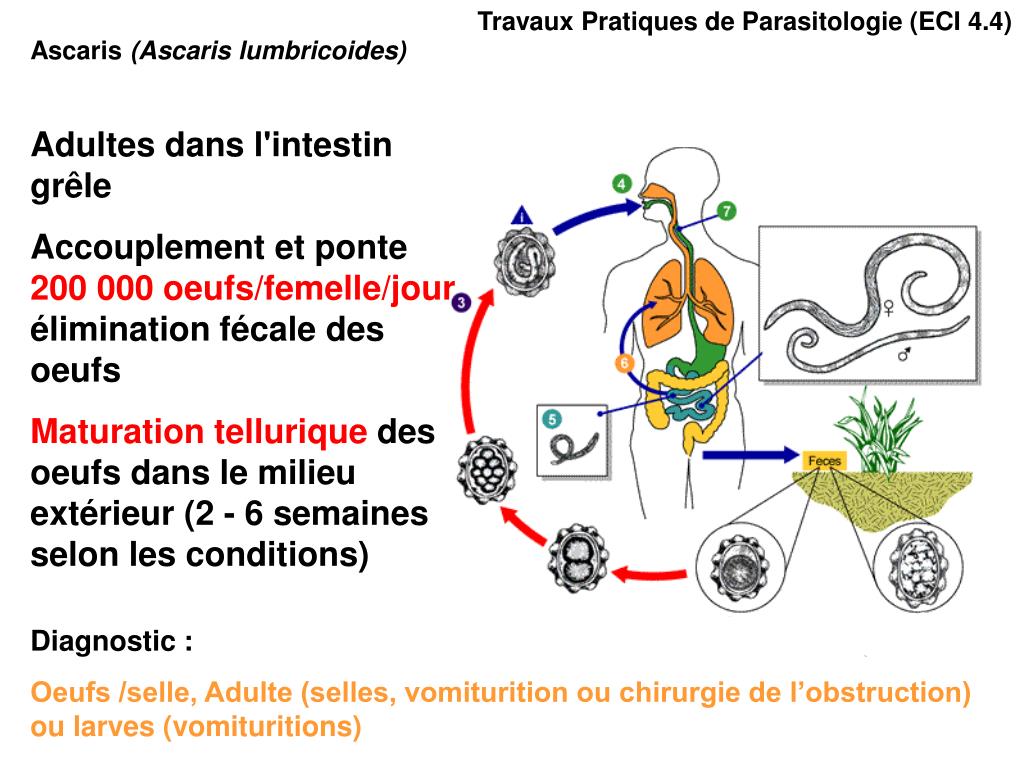 PPT Travaux Pratiques de Parasitologie (ECI 4.4) PowerPoint