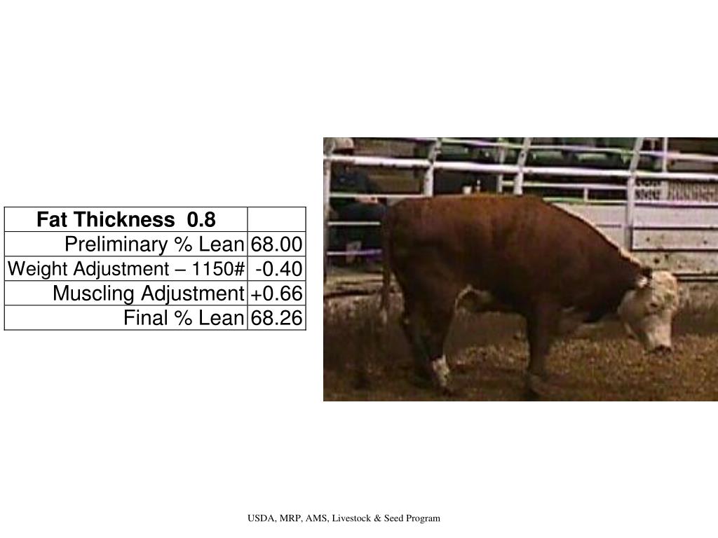 PPT Slaughter Cow Guidelines PowerPoint Presentation, free download