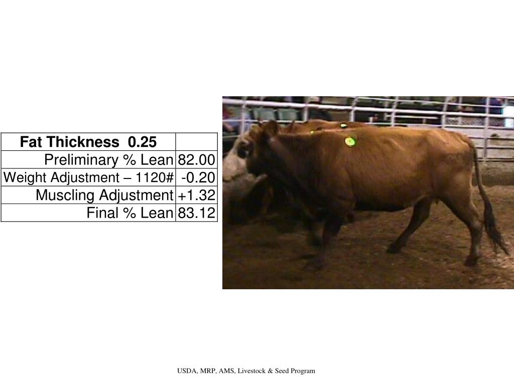 PPT Slaughter Cow Guidelines PowerPoint Presentation, free download