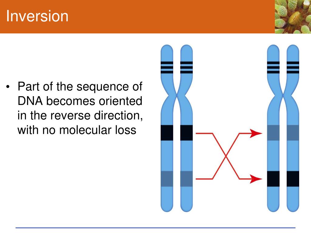 PPT Chapter 14 Chromosomes and Human Inheritance PowerPoint
