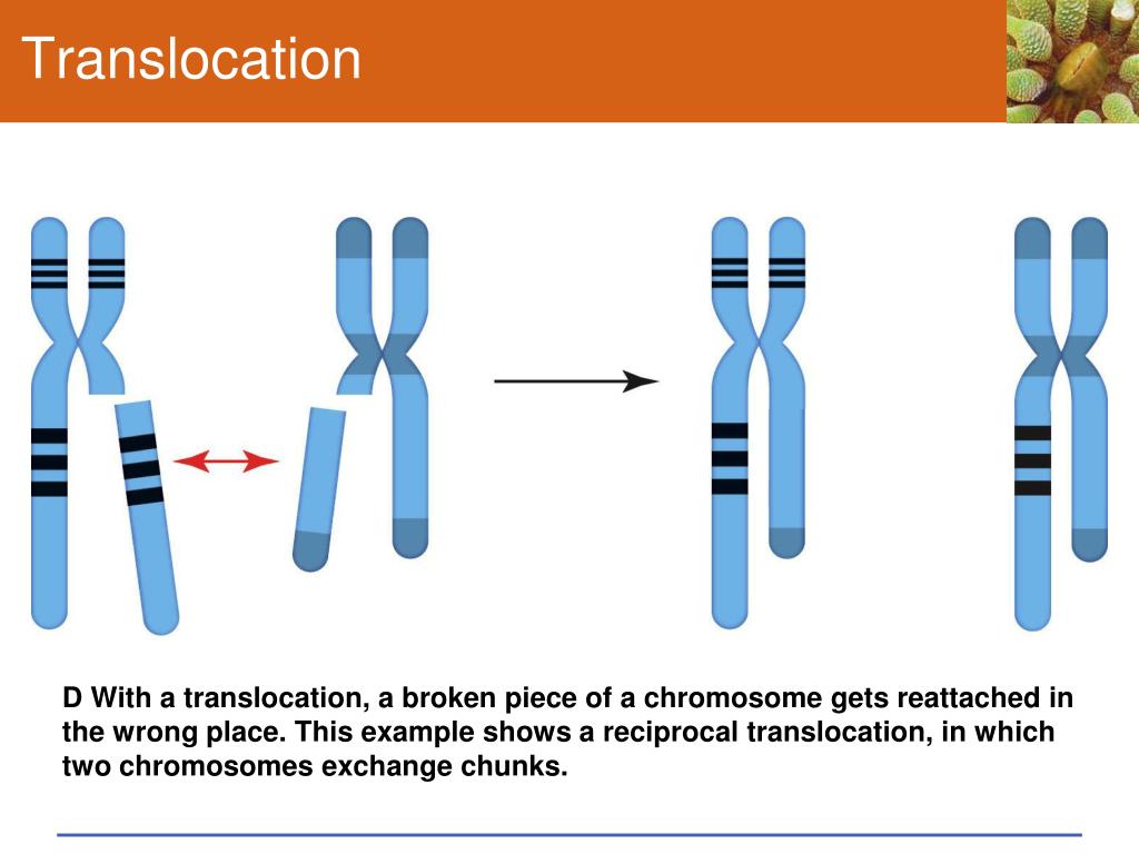 PPT Chapter 14 Chromosomes and Human Inheritance PowerPoint