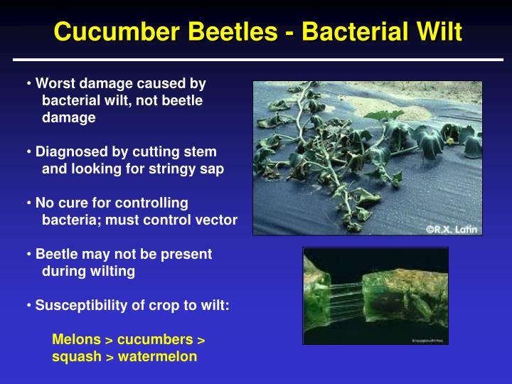 PPT Cucumber Beetle Management Using Seed Treatments PowerPoint Presentation ID843754