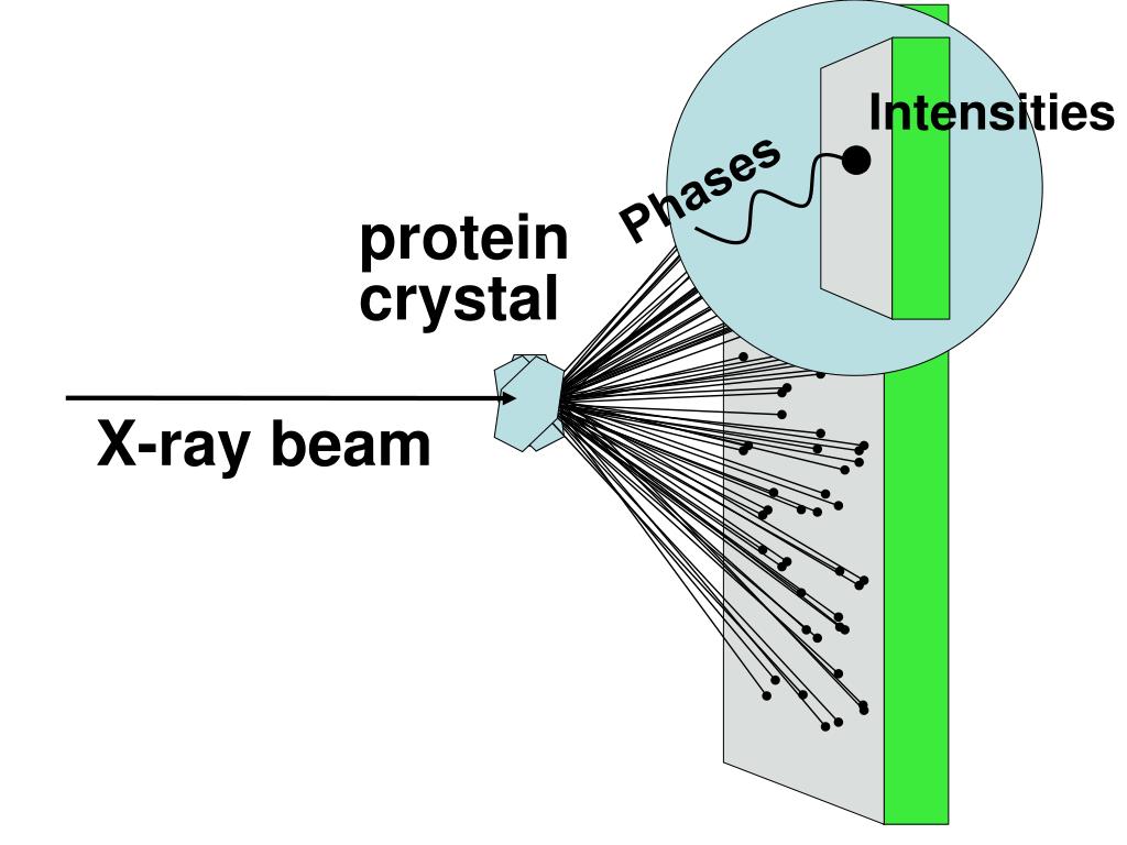 X Ray Crystallography Protein Structure