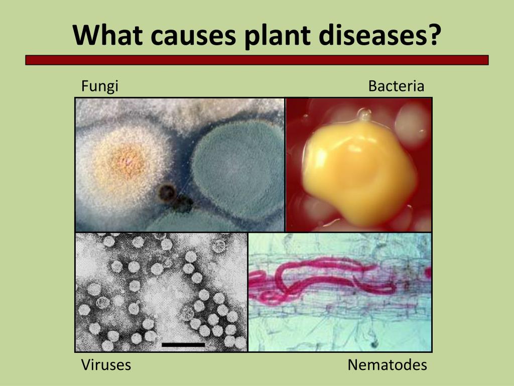 PPT Management of Plant D iseases PowerPoint Presentation, free