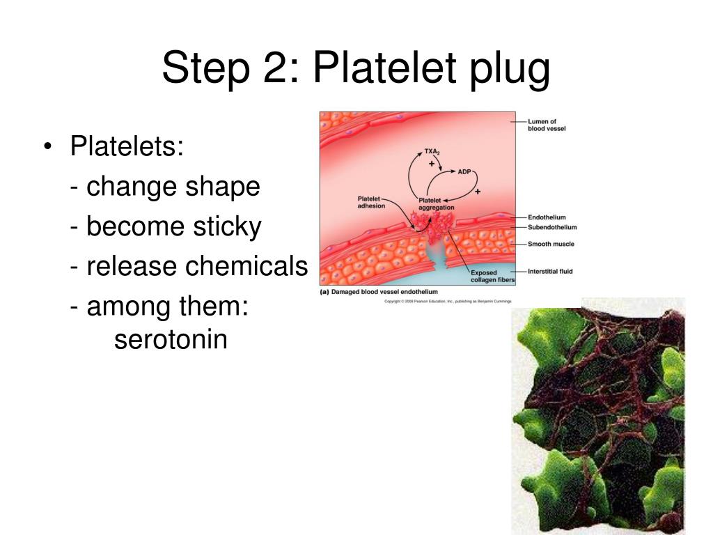 PPT BLOOD PowerPoint Presentation, free download ID848210