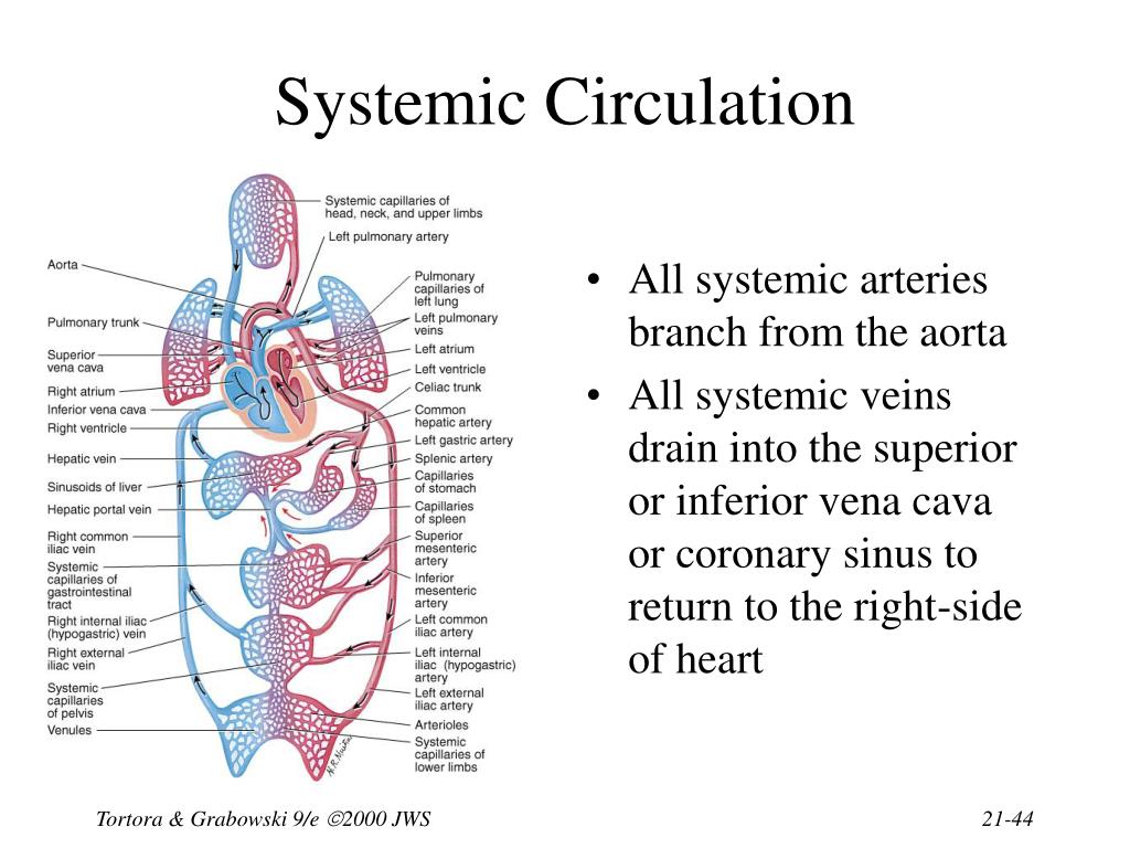 PPT Chapter 21 The Cardiovascular System Blood Vessels and