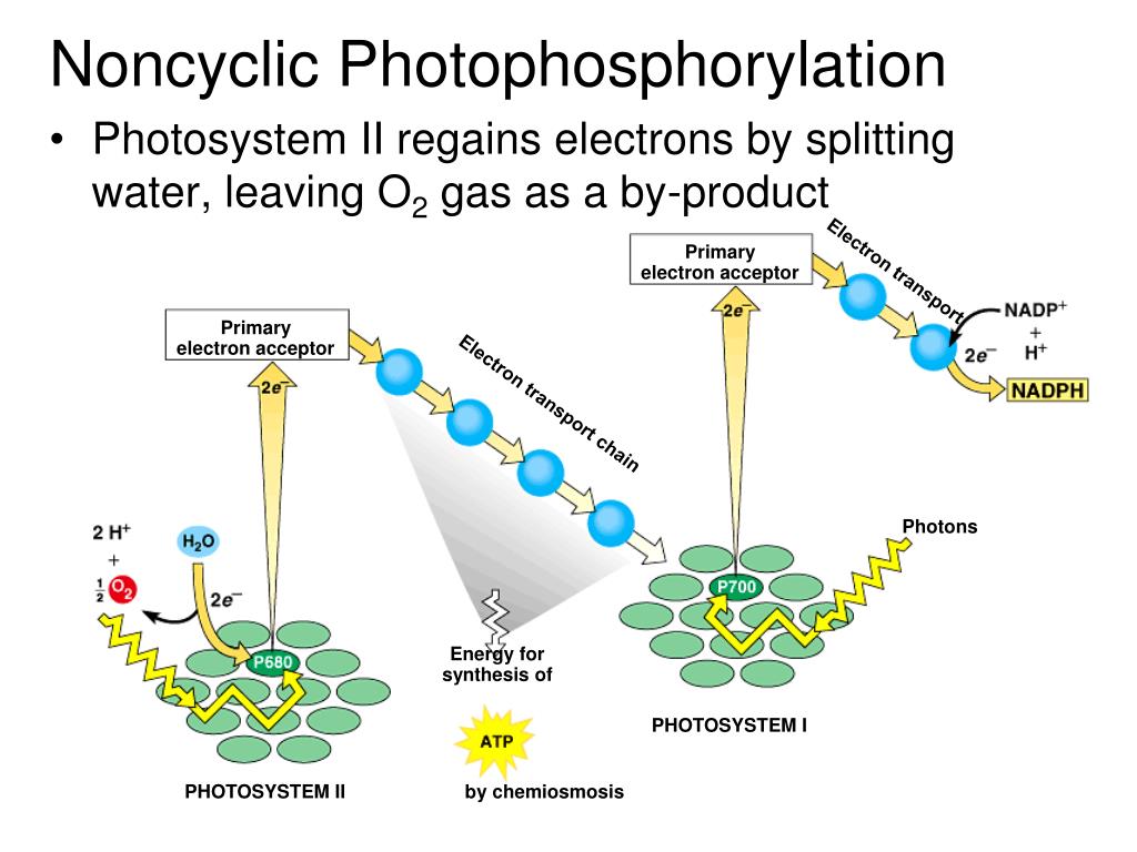 PPT Almost all plants are photosynthetic autotrophs, as are some