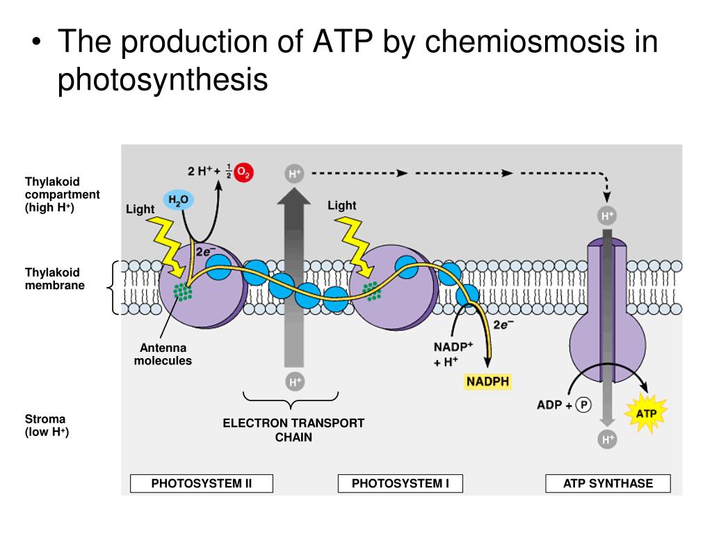 PPT Almost all plants are photosynthetic autotrophs, as are some