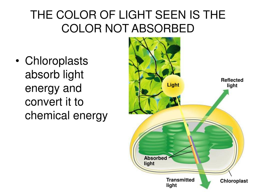 PPT Almost all plants are photosynthetic autotrophs, as are some bacteria and protists