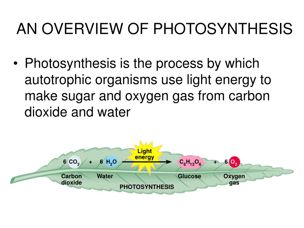 PPT Almost all plants are photosynthetic autotrophs, as are some bacteria and protists