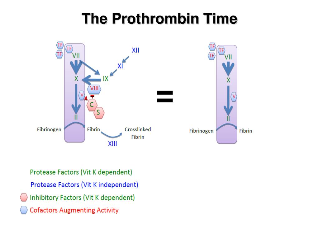 PPT Preanalytical factors that can affect coag test results
