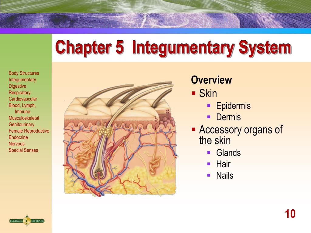 PPT Chapter 4 Body Structure PowerPoint Presentation, free download