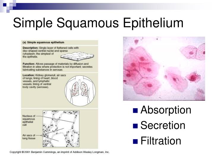 PPT Tissue Fabric of Life PowerPoint Presentation ID PPT Tissue Fabric of Life PowerPoint Presentation ID