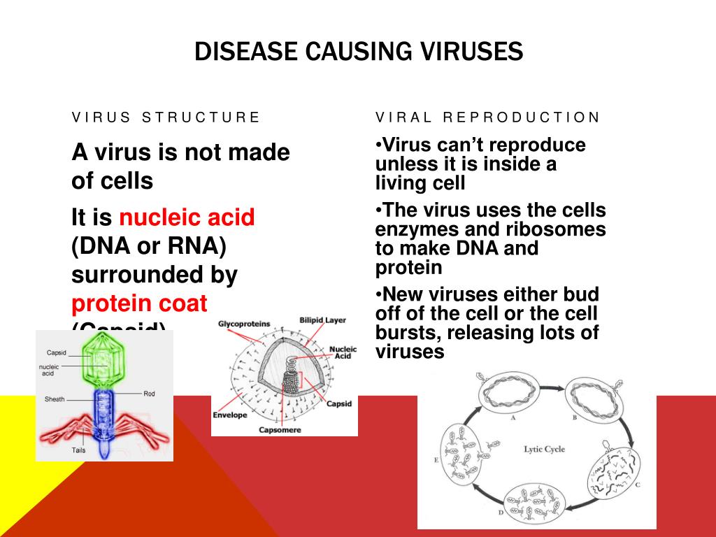 PPT Disease causing viruses PowerPoint Presentation, free download