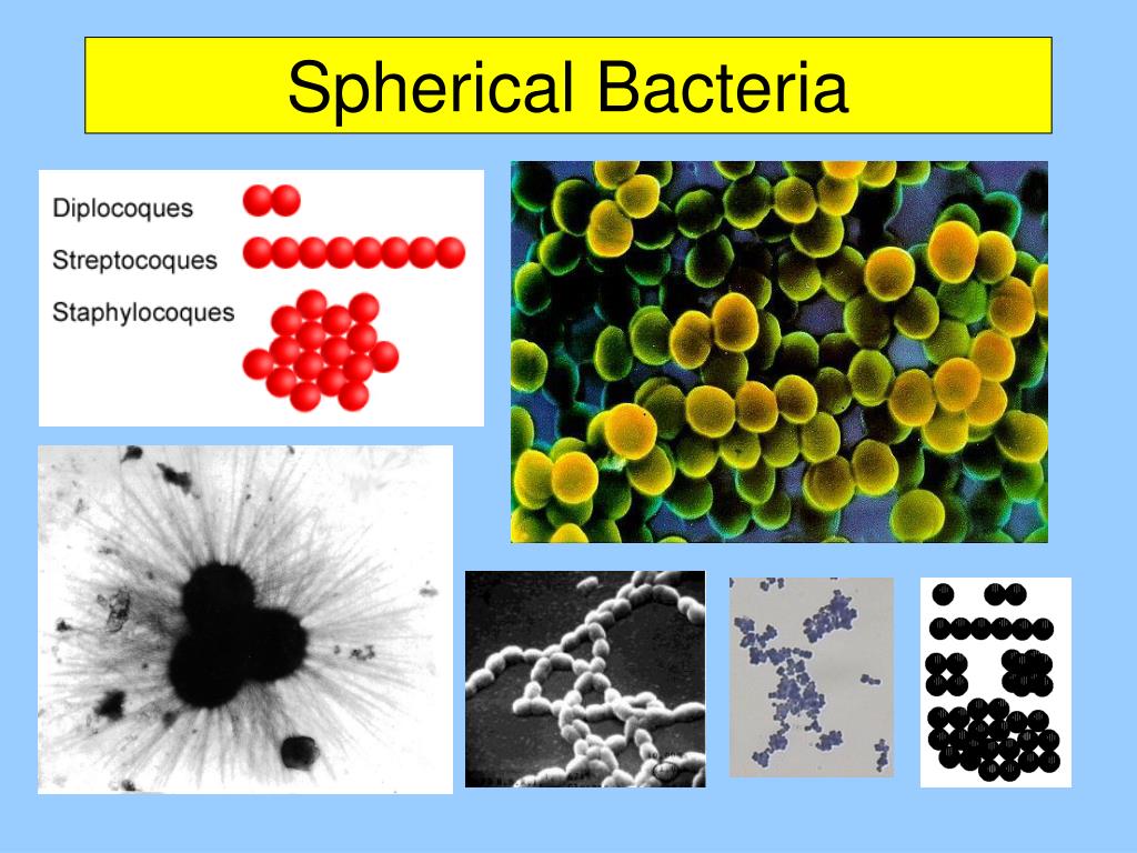 PPT Microbiology PowerPoint Presentation, free download ID85571