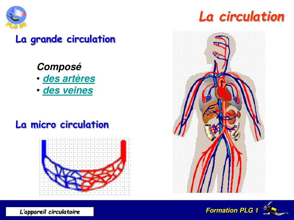 PPT L’appareil circulatoire PowerPoint Presentation, free download