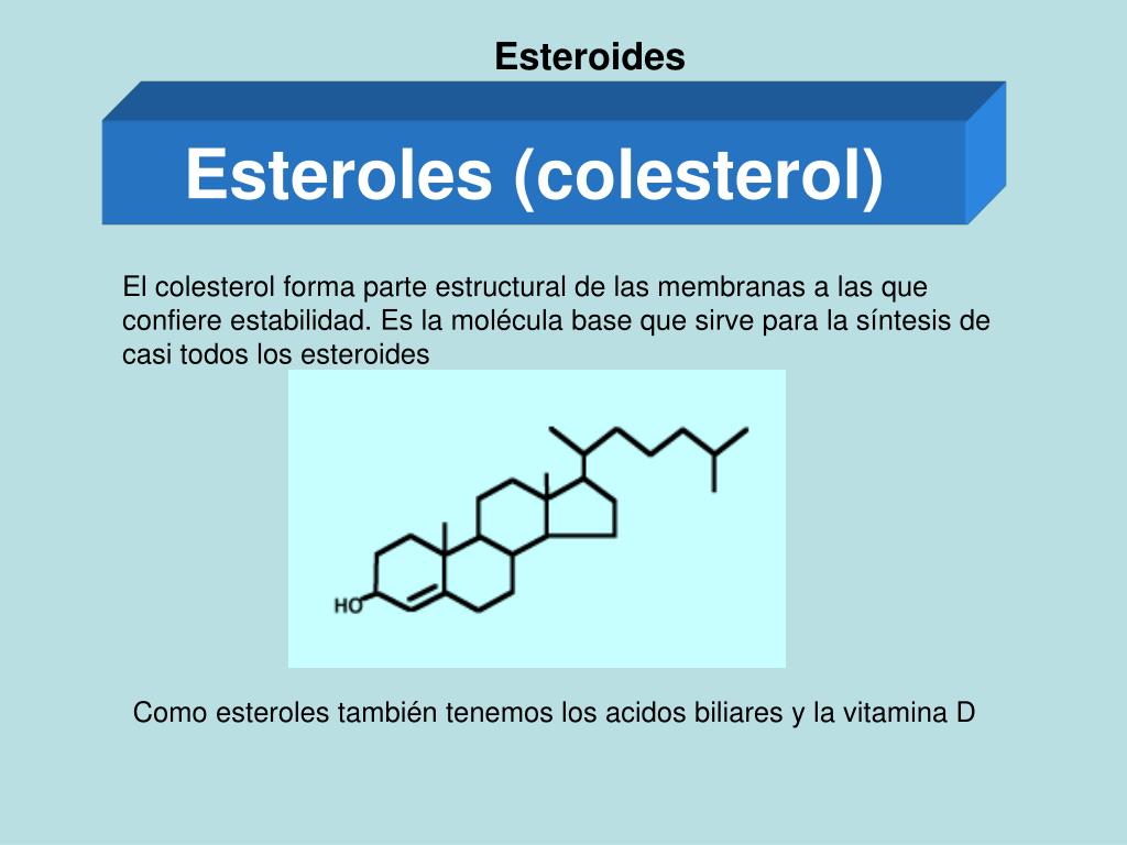 Los esteroides La guía de Biología