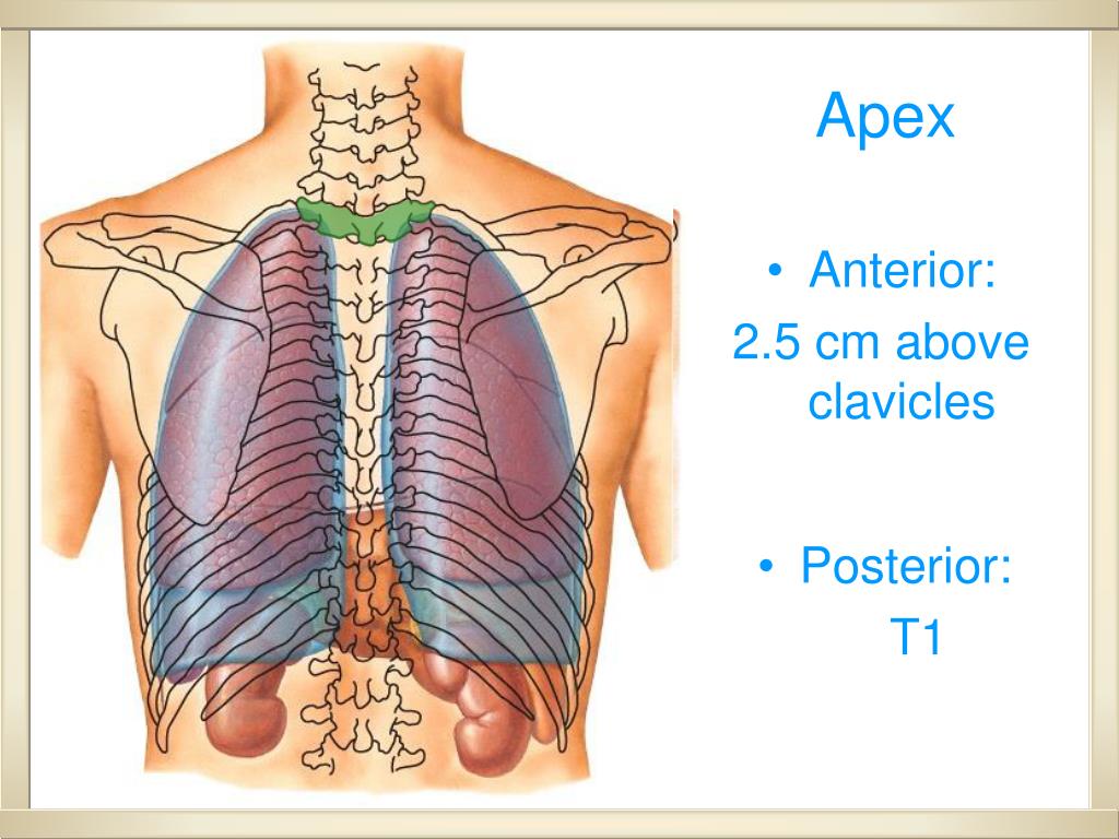 PPT Surface Marking of the Pulmonary System PowerPoint Presentation, free download ID859636