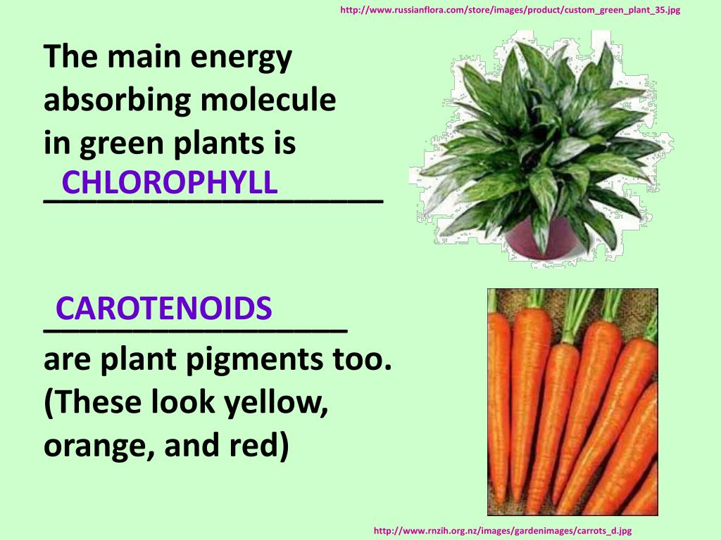 PPT REACTIONS of PHOTOSYNTHESIS 82 PowerPoint Presentation, free