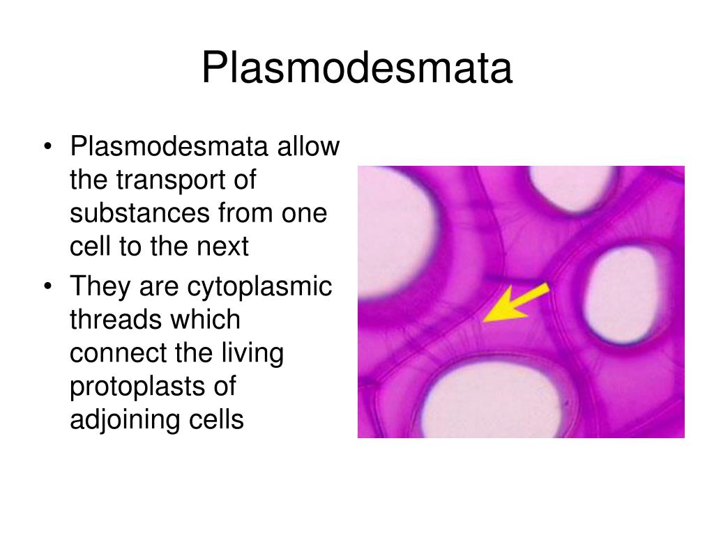 PPT The Plant Cell PowerPoint Presentation, free download ID860791