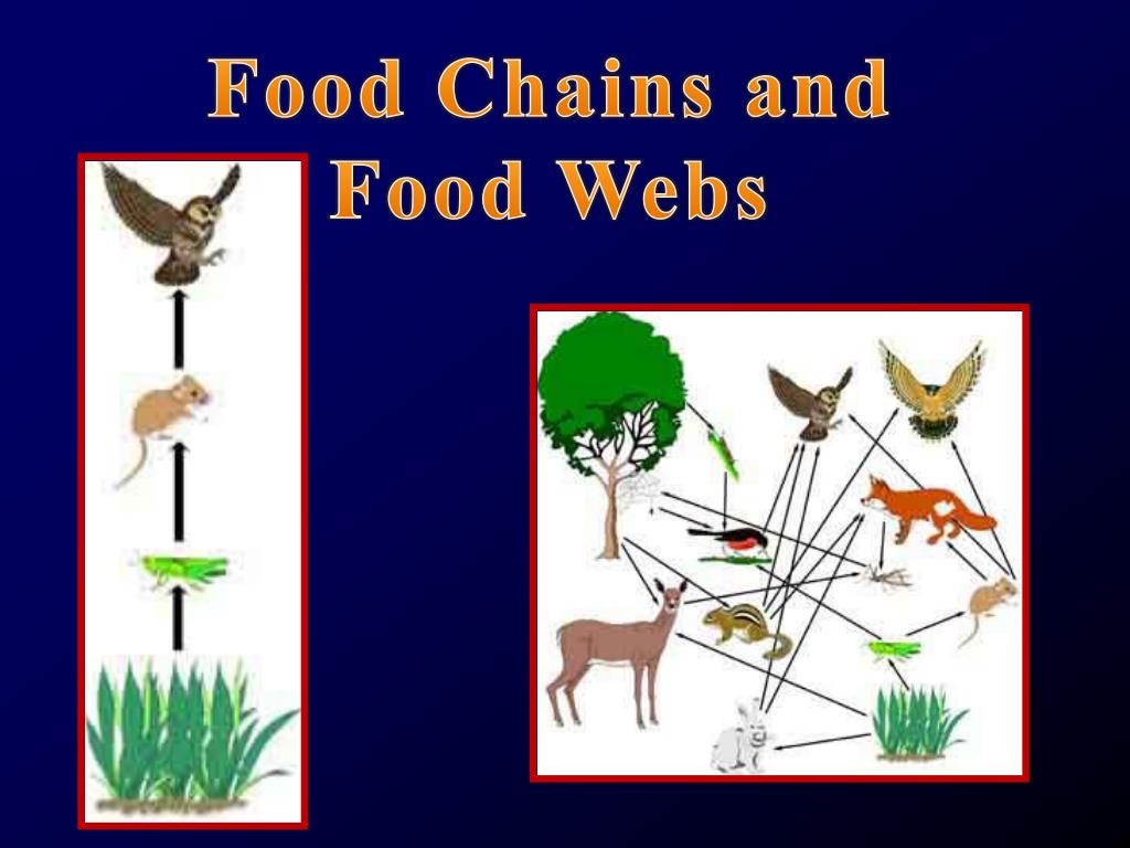 PPT Food Chains and Food Webs PowerPoint Presentation, free download