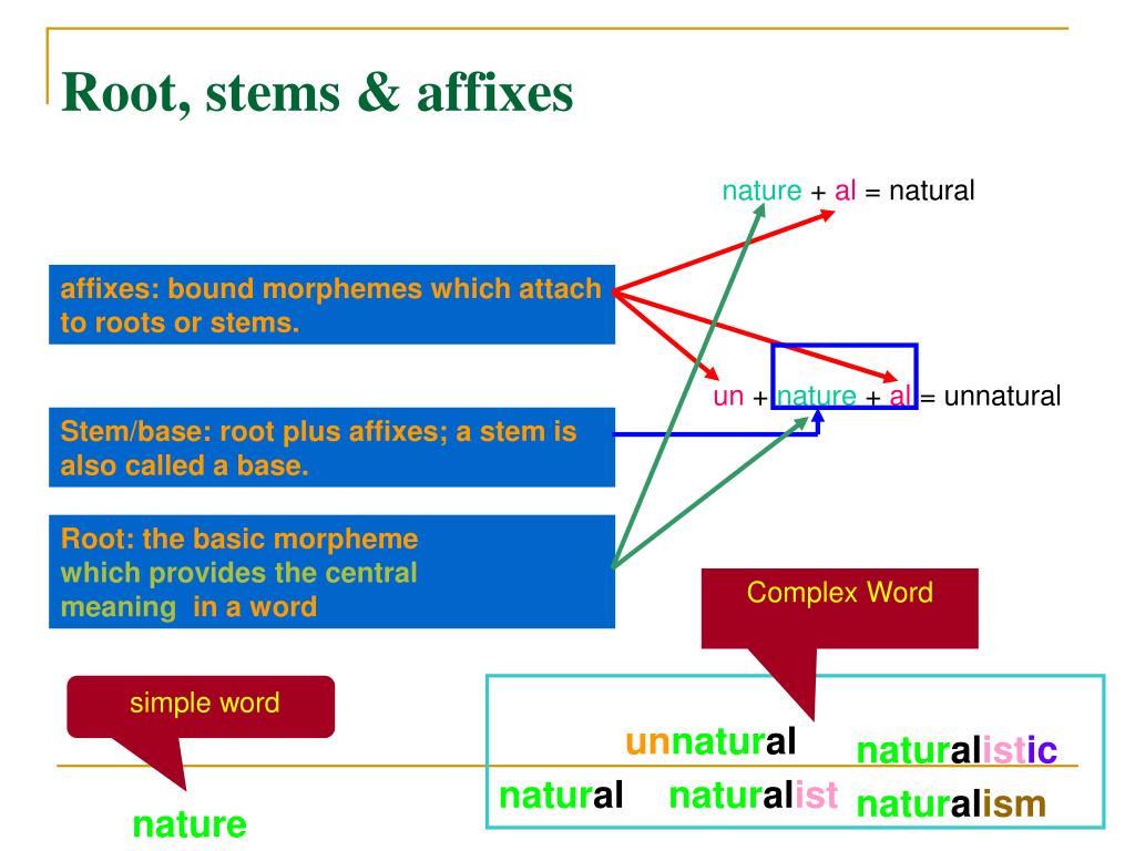 PPT English Lexicology Morphological Structure of English Words
