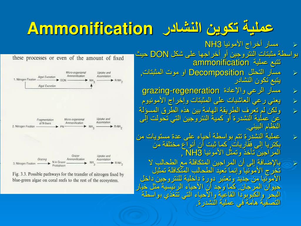 PPT دورة العناصر المغذية في بيئة الشعاب المرجانية