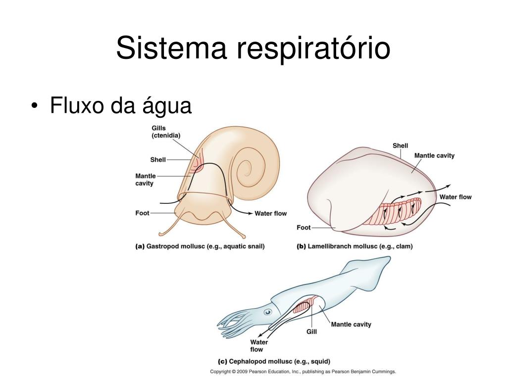 PPT Moluscos PowerPoint Presentation, free download ID878421