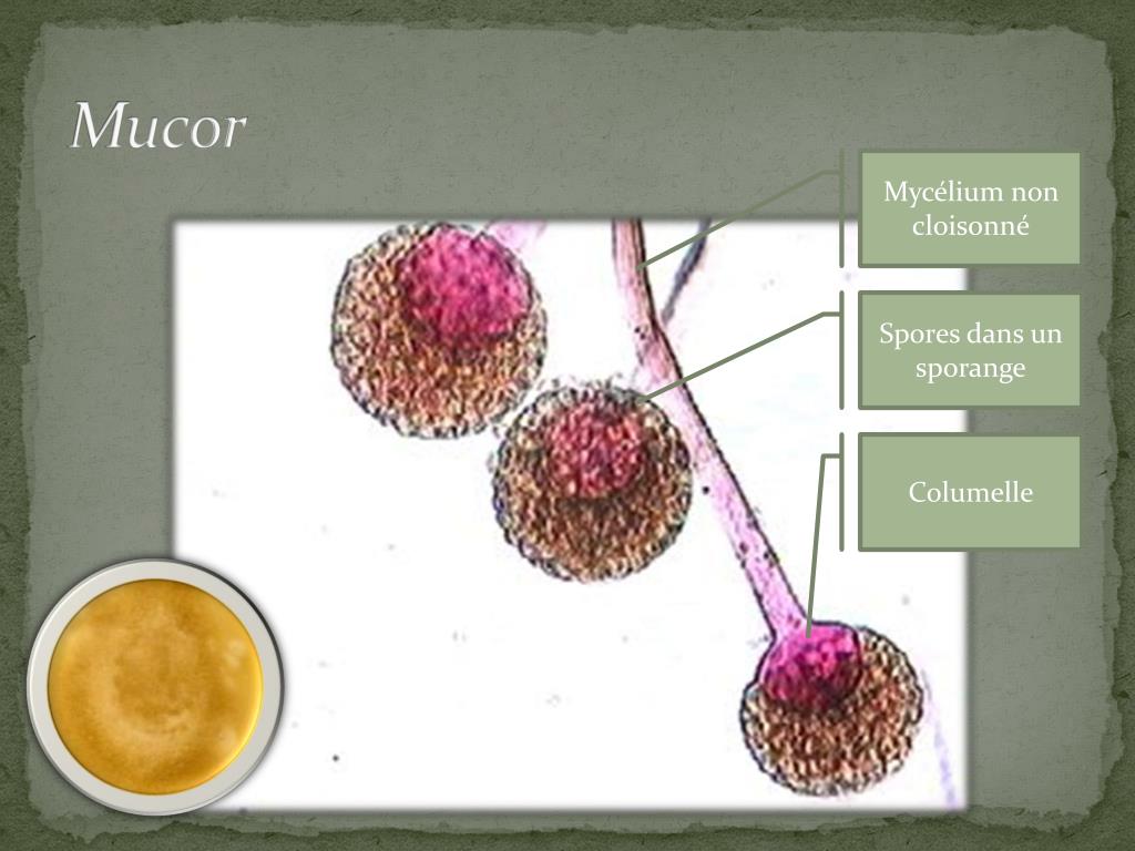 PPT Les champignons microscopiques PowerPoint