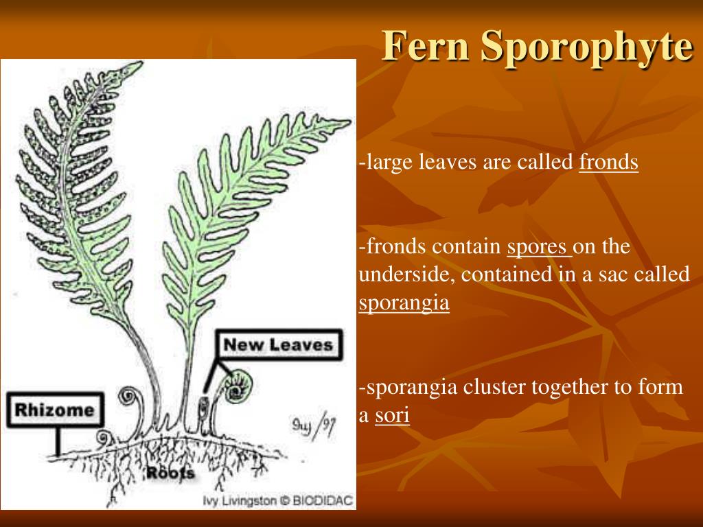 PPT Vascular Plants PowerPoint Presentation ID88198