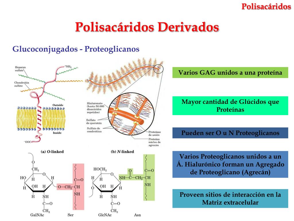 PPT POLISACÁRIDOS PowerPoint Presentation, free download ID883243