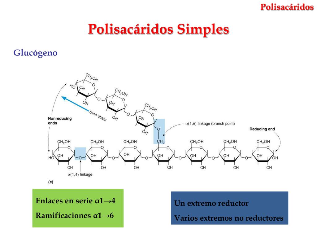 PPT POLISACÁRIDOS PowerPoint Presentation, free download ID883243