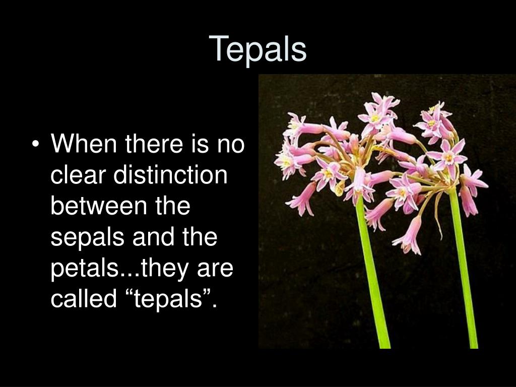 PPT Flowers PowerPoint Presentation, free download ID885