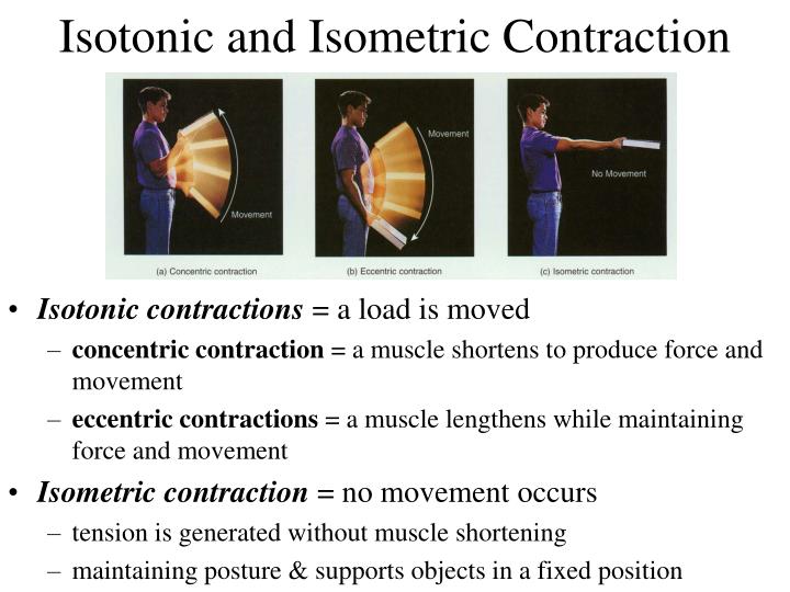 PPT THE MUSCULAR SYSTEM SKELETAL MUSCLE TISSUE AND