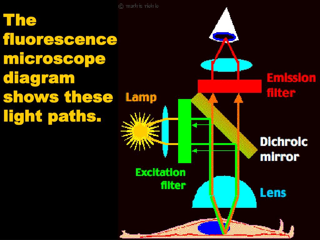 PPT Fluorescence Microscopy PowerPoint Presentation, free download