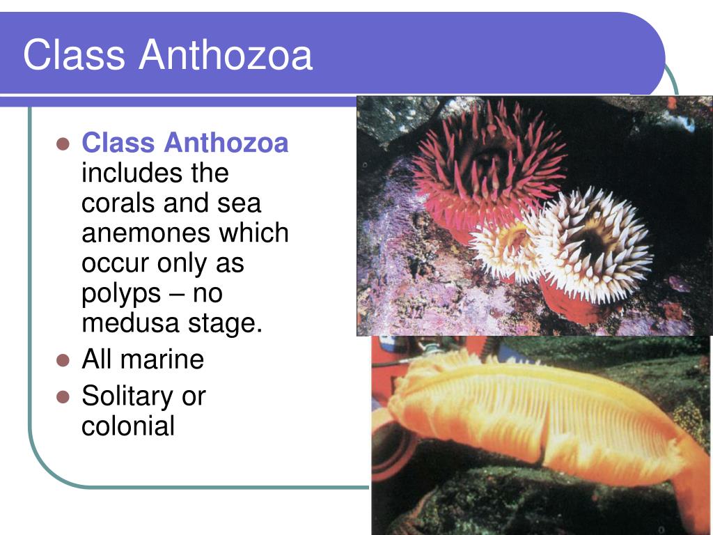 PPT Radiate Animals PowerPoint Presentation, free download ID887837