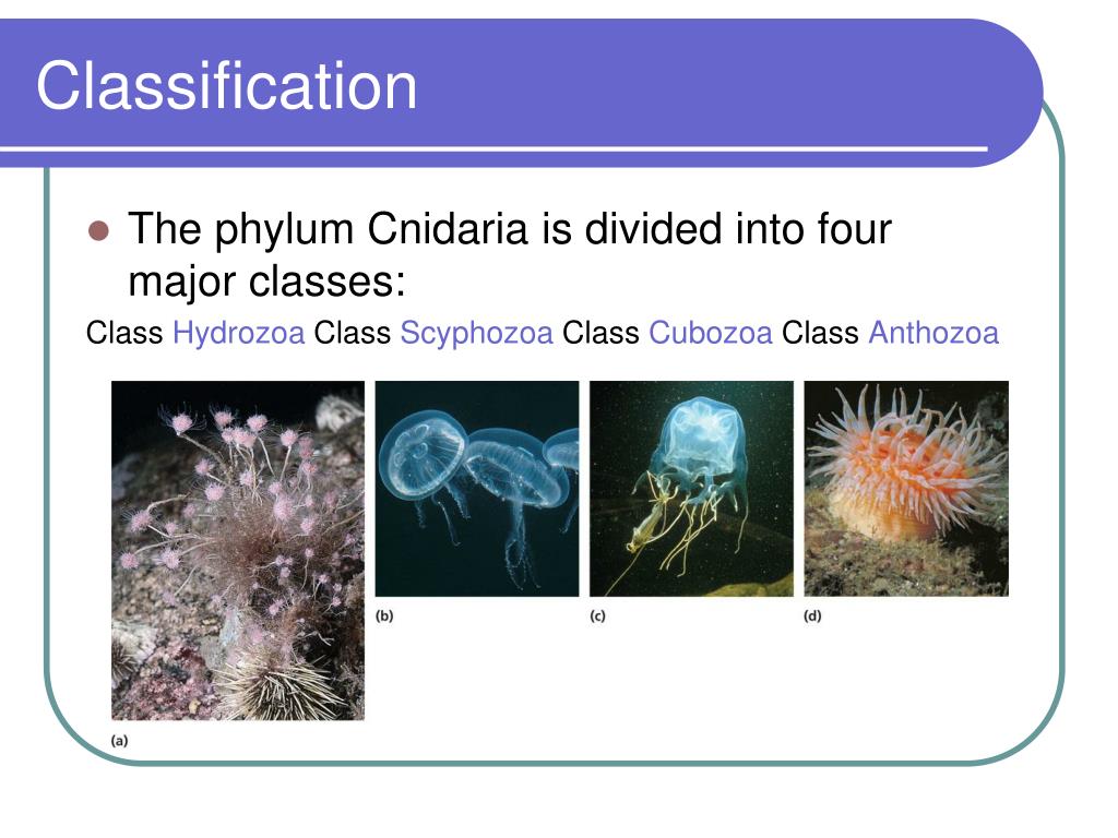 PPT Radiate Animals PowerPoint Presentation, free download ID887837