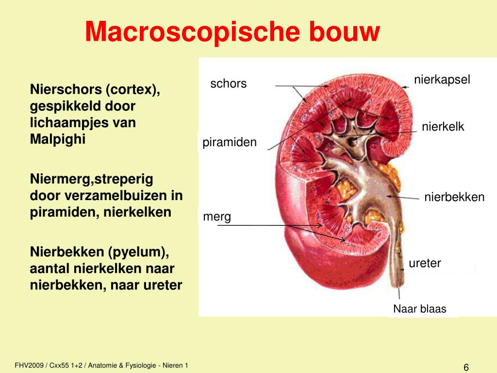 Ppt - Anatomie / Fysiologie Powerpoint Presentation, Free Download - Id:890392