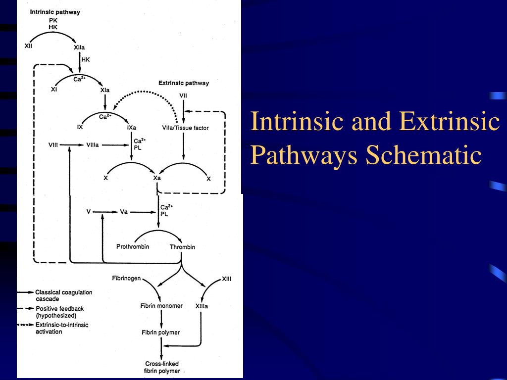PPT ENZYME CASCADES BLOOD CLOTTING PowerPoint Presentation, free download ID89302