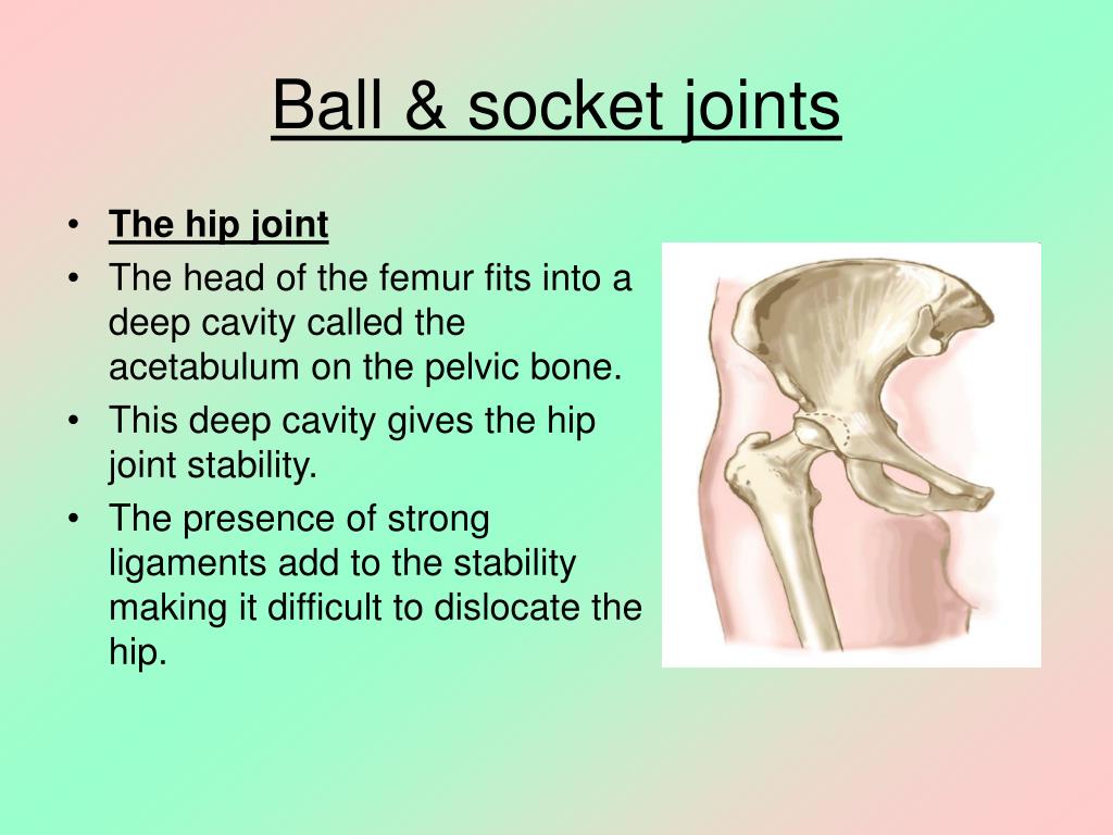 PPT THE SKELETON PowerPoint Presentation, free download ID89401