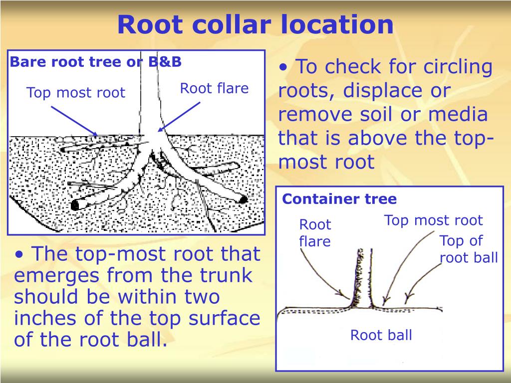 PPT Selecting Quality Trees from the Nursery PowerPoint Presentation