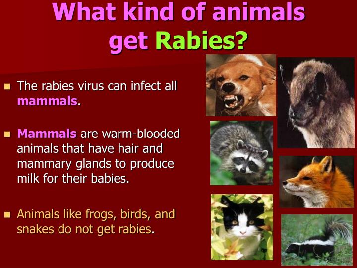 PPT Rabies PowerPoint Presentation ID8972