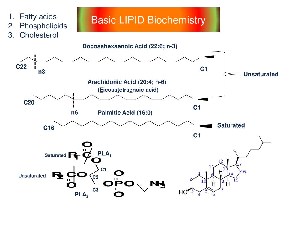 PPT Reactivity and Biological Functions of Oxidized Lipids PowerPoint