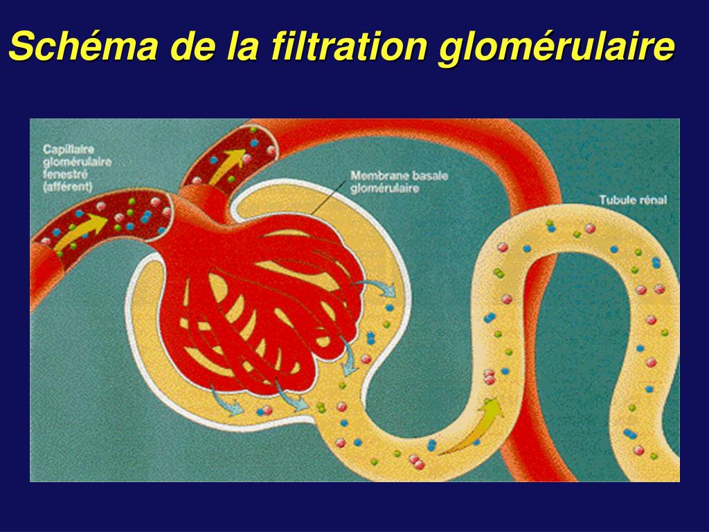 PPT Diagnostic des Protéinuries PowerPoint Presentation, free