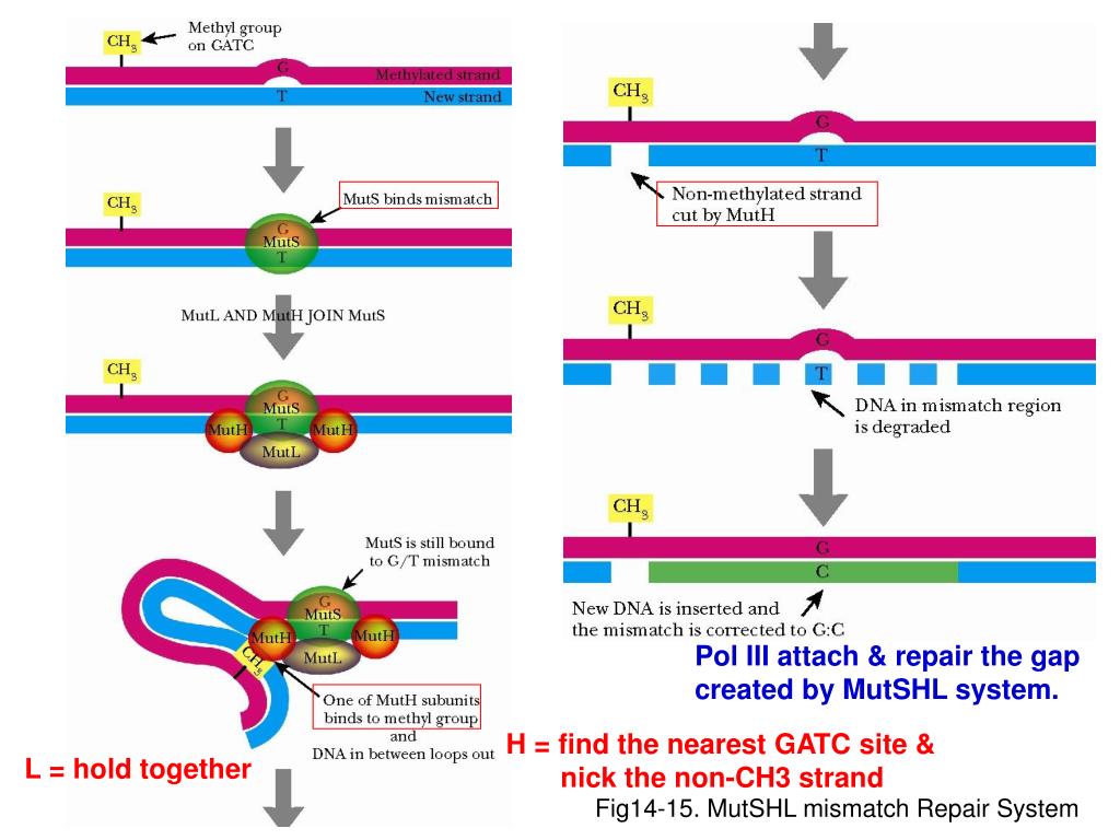 PPT and Repair PowerPoint Presentation, free download