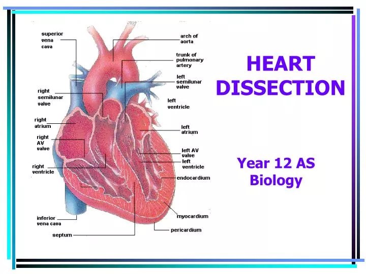 Heart Dissection Labeled