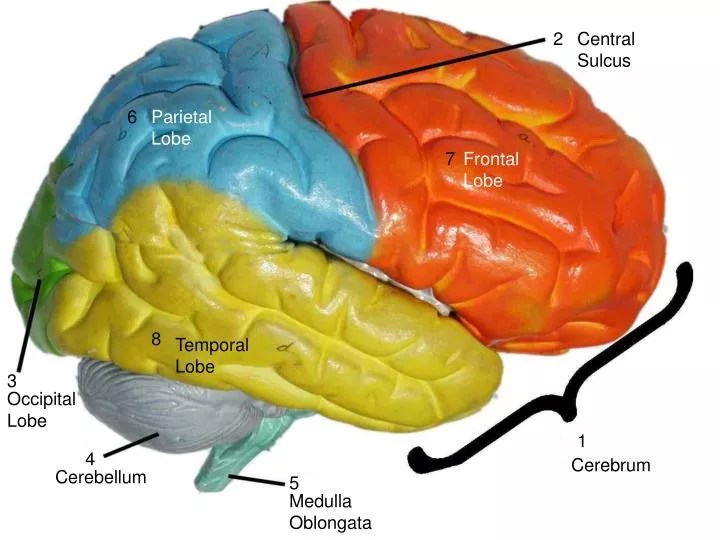 PPT Cerebrum PowerPoint Presentation, free download ID