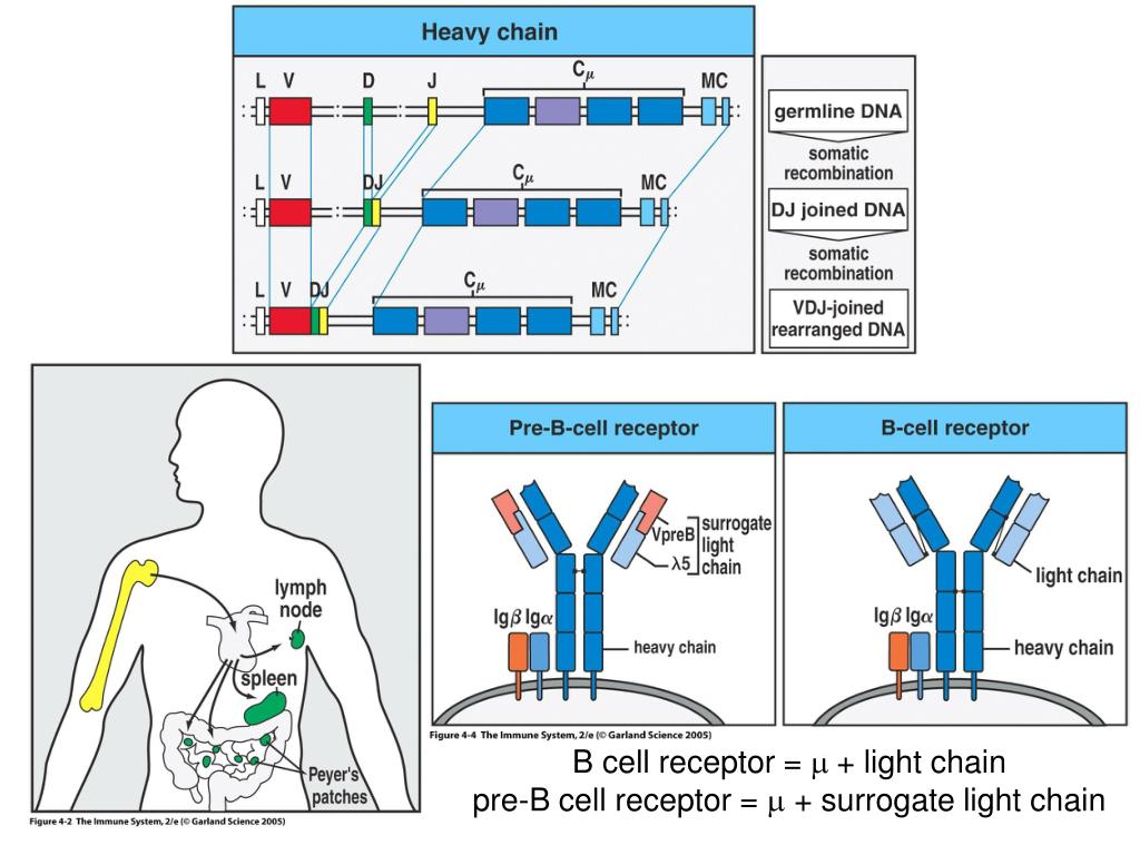 PPT Chapter 4 B Cell Development PowerPoint Presentation ID915503